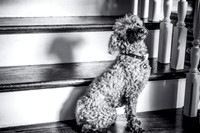 Dog Portraits-1-119-Edit