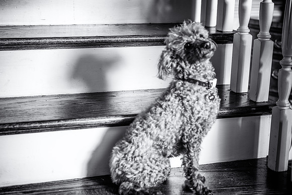 Dog Portraits-1-119-Edit
