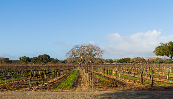 Wine Field