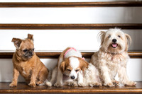Dog Portraits-1-134