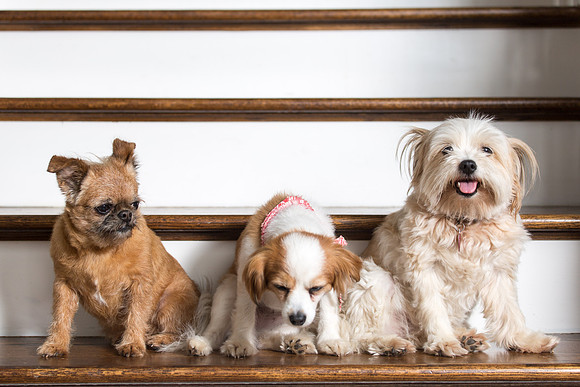 Dog Portraits-1-134