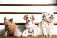 Dog Portraits-1-138