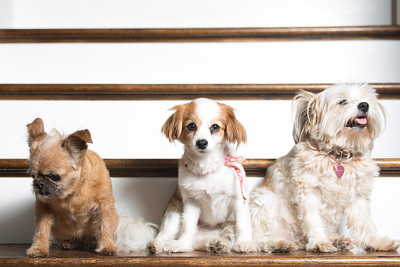 Dog Portraits-1-138