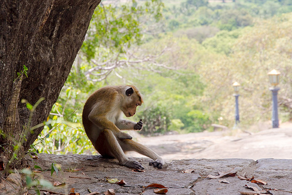 Curious George