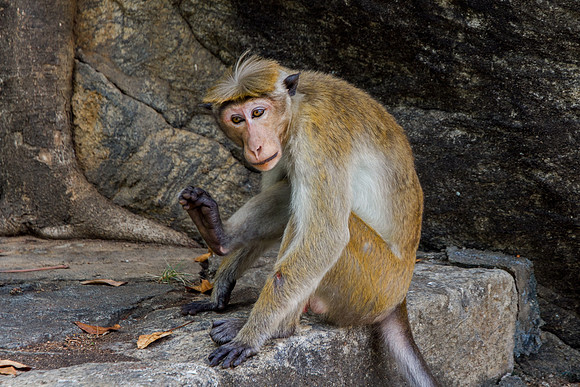 dambulla1