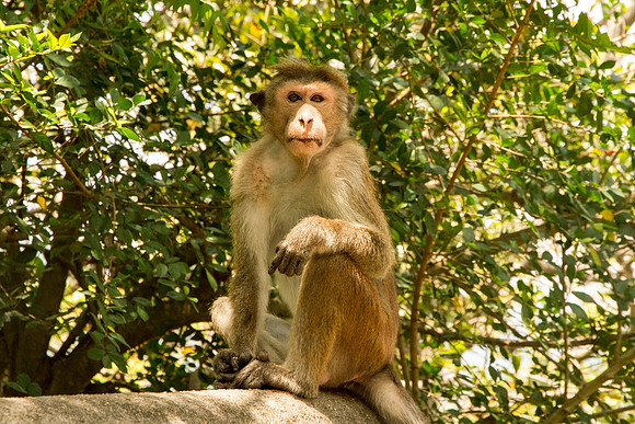 dambulla3