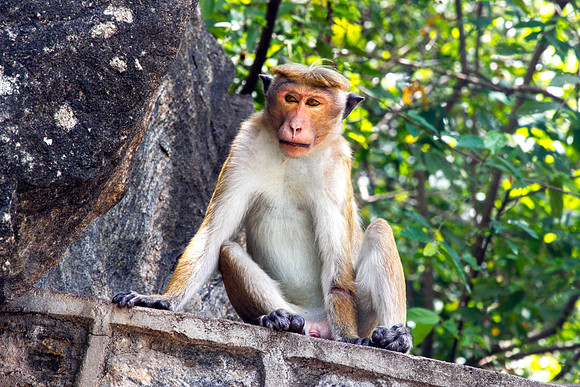 dambulla2
