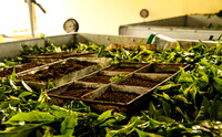 Tata Tea Plantation  Munnar