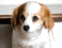 Dog Portraits