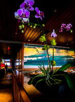 Orchid